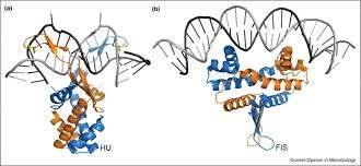 µήκους 90 αµινοξικών καταλοίπων έκαστη, οι οποίες κωδικοποιούνται από τα γονίδια hupa και hupb, ενώ παράλληλα εντοπίζονται και οµοδιµερή αυτών (Remus T.Dame, Nora Goosen, 2002).