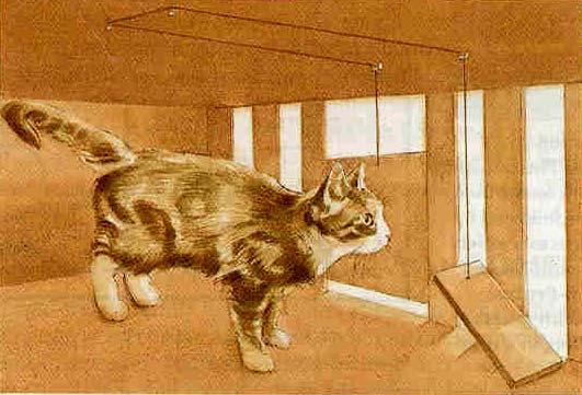 Τα πειράµατα του Thorndike: Γάτες τοποθετούνταν σε ένα κουτί και µάθαιναν