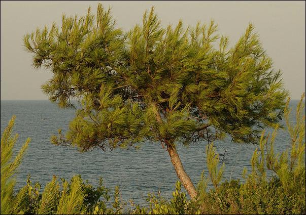 ΕΙΣΑΓΩΓΗ Εικόνα 6: Πεύκη Χαλέπιος (el.wikipedia.org/wiki/χαλέπιος_πεύκη). Στην Κρήτη απαντάται κυρίως το Pinus halepensis subsp. brutia (P.