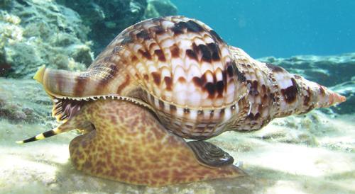 caretta Άλλοι οικόηοποι και είδη ηηρ πεπιοσήρ κόληκνπο πιεζπζκνύο από ηα είδε θεηωδώλ: Delphinus delphis, Stenella