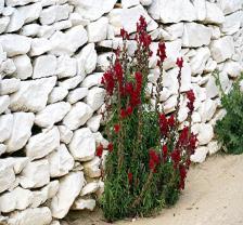 Alyssum maritimum/lobularia