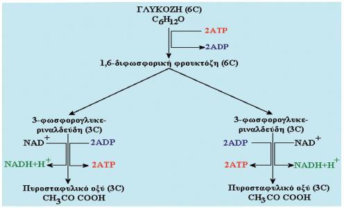 2 1. Γλυκόλυση (αναερόβια φάση) Η γλυκόλυση γίνεται στο κυτταρόπλασμα χωρίς να απαιτήτε κάποιο εξιδικευμένο οργανίδιο του κυττάρου. Είναι κοινή φάση και για την αερόβια και για την αναερόβια αναπνοή.