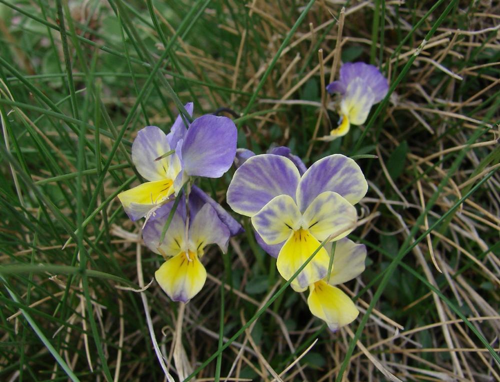 Viola graeca Pe, StE r Φση.