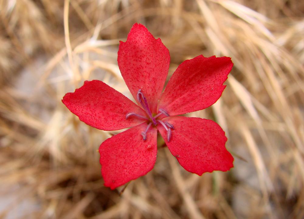 Dianthus biflorus NPi, SPi, Pe, StE,