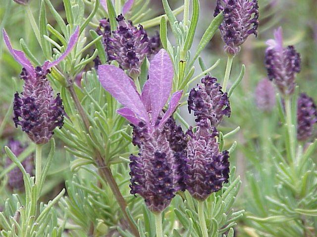 2 Lavandula (ιεβάληεο), πνπ πξνηηκνύλ ηα ππξηηηθά εδάθε luirig.