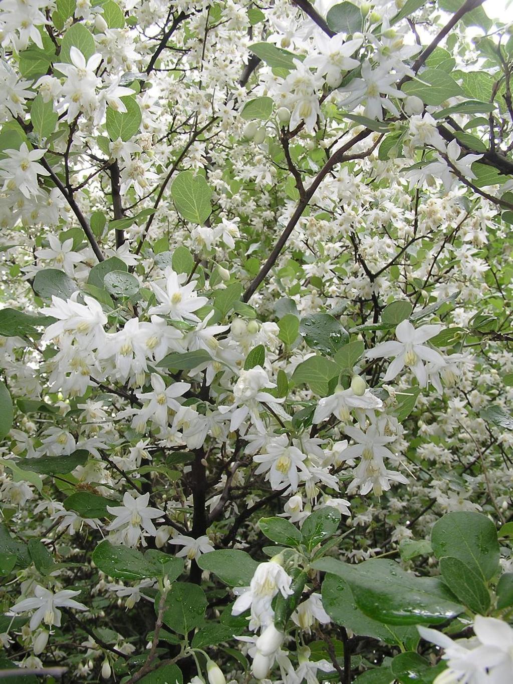 Styrax