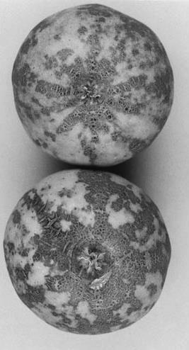 ποικιλία Red Delicious).