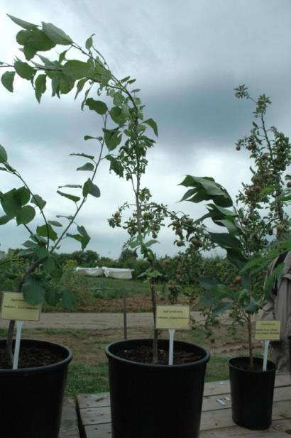 Phytoplasma mali: εμβολιασμός υγιών σποροφύτων μηλιάς με οφθαλμούς του φυτοδείκτη (Golden