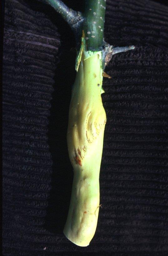 Malus sylvestris cv.