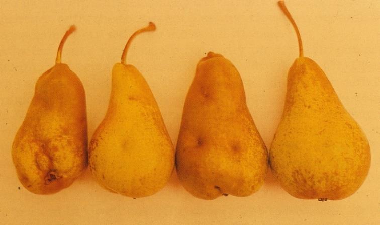 των φύλλων της αχλαδιάς (Pear