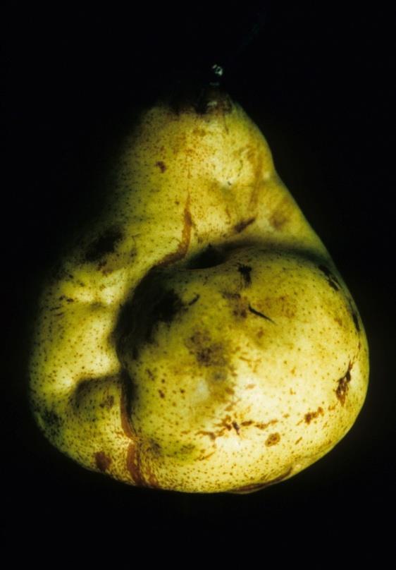 κηλίδωση της αχλαδιάς (Pear