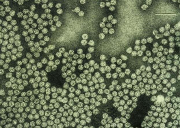 Χαρακτηριστικά του ApMV Αίτιο: Apple mosaic virus (ApMV). Γένος: Ilarvirus. Οικογένεια: Bromoviridae.