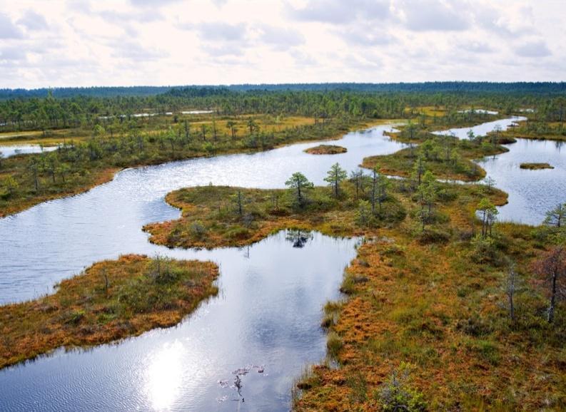 7: Τα δάςθ καταλαμβάνουν περιςςότερο από το 50% τθσ ζκταςθσ τθσ χϊρασ. Ρθγι: YPEF Estonia Το κλίμα ποικίλει από καλάςςιο ςε θπειρωτικό.