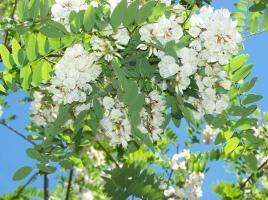 Τα δάςθ ζμμιςχου δρυόσ (Quercus robur) είναι ςθμαντικά υπολειμματικά δάςθ με υψθλι προτεραιότθτα για προςταςία από τα οποία μόνο μερικά ςτρζμματα διατιρθςαν τθν πεδινι βλάςτθςθ που υπιρχε πριν τθν