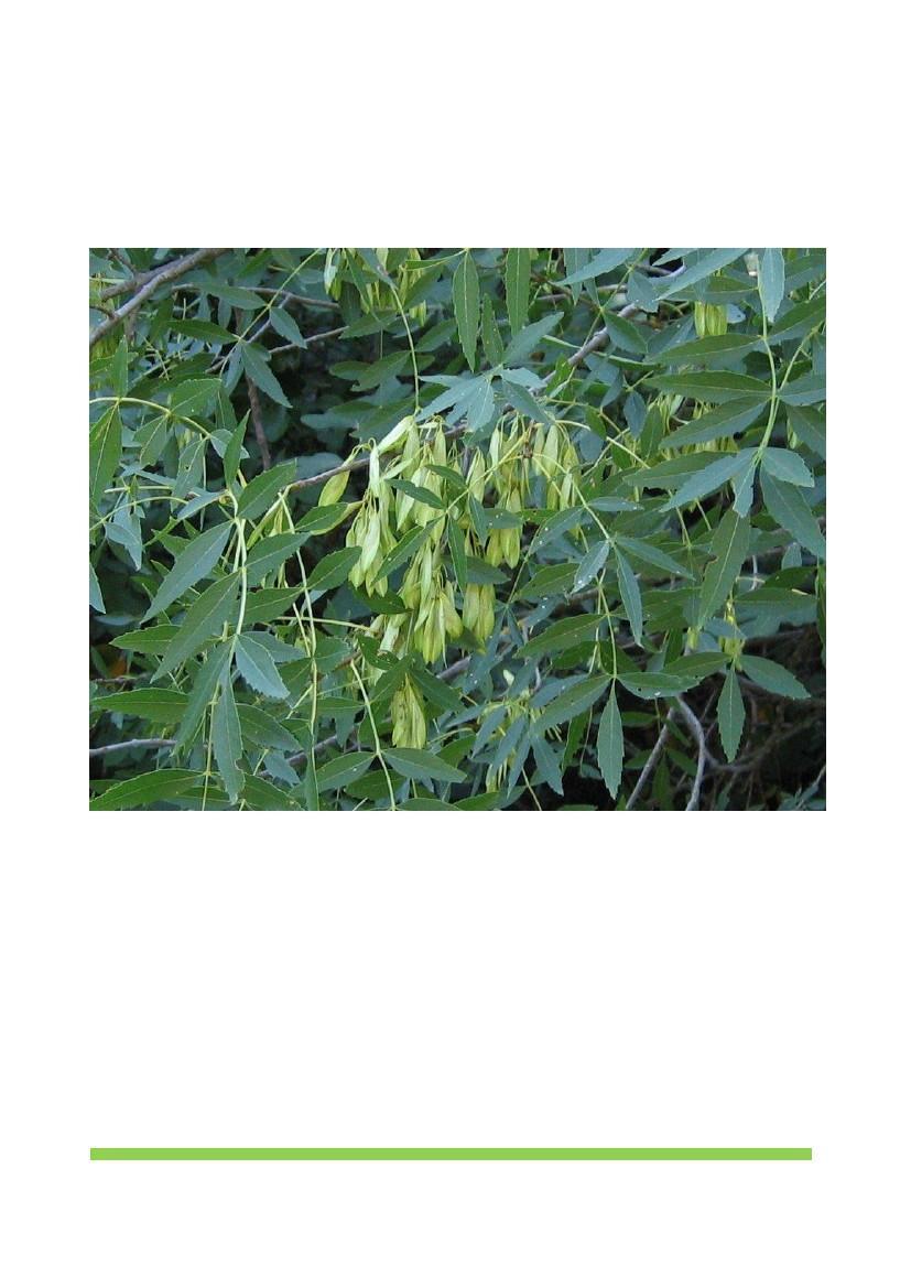 Στενόφυλλη φράξοσ (Fraxinus angustifolia) Θ ςτενόφυλλθ φράξοσ είναι δζντρο μεςαίου μεγζκουσ, 10-25 μζτρων.