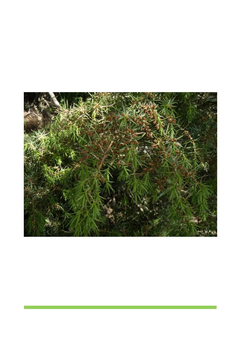 Οξφκεδρη άρκευθοσ (Junipers oxycedrus) Θ οξφκεδρθ άρκευκοσ είναι ζνασ κάμνοσ ζωσ χαμθλό δζντρο, φψουσ μζχρι 12 μζτρων. Οι βελόνεσ τθσ είναι οξυκόρυφεσ, πράςινεσ, μικουσ 1,5-2 εκ.