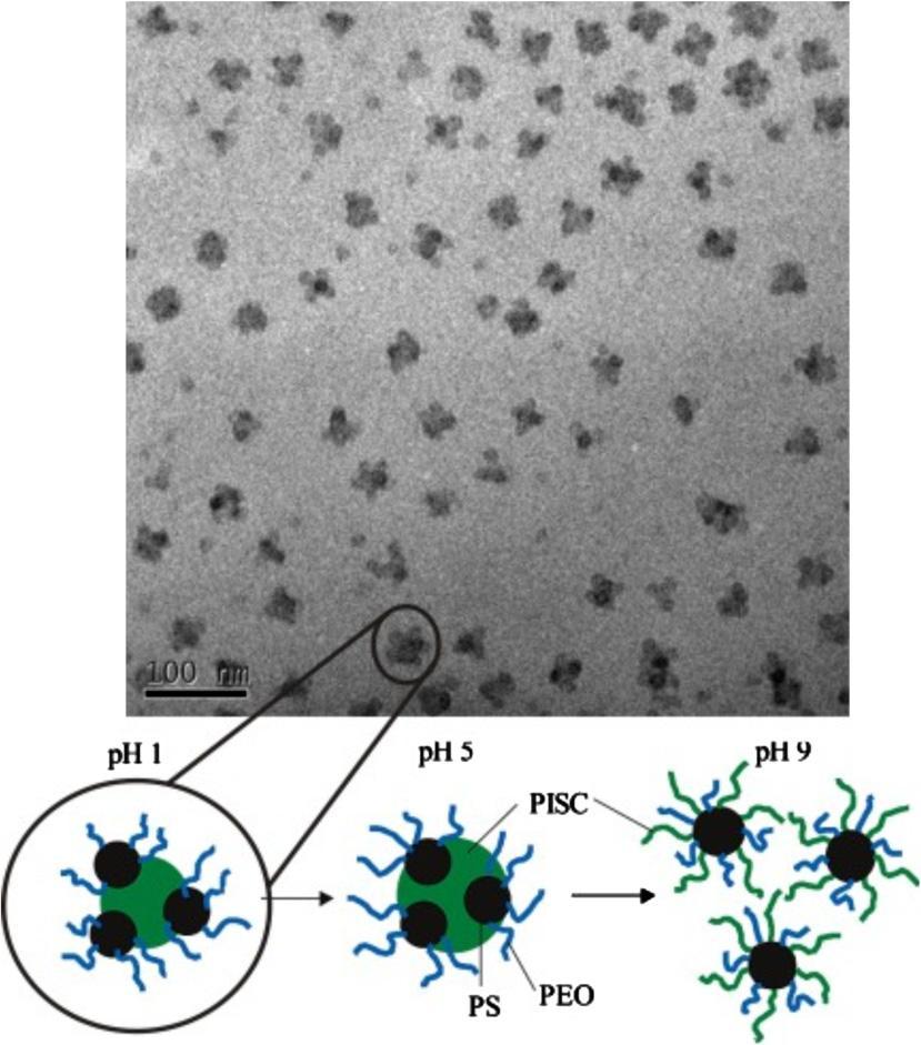 Κεφάλαιο 1 Σχήμα 11: Φωτογραφία από ΤΕΜ και σχηματική αναπαράσταση των πολυδιαμερισματοποιημένων μικκυλίων που σχηματίζονται από το τριπολυμερές SCPI-PS-PEO [67].