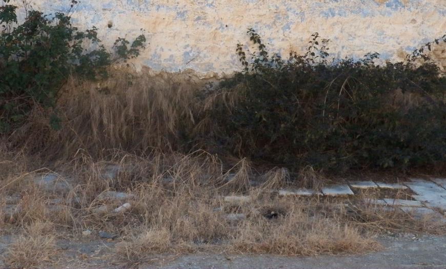 Παρατηρούμε μόνο ένα δένδρο δίπλα στη μάντρα και