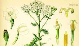 Αχιλλέα η χιλιόφυλλος (Achillea millefolium (DC). W. Koch.) - Compositae, Αγριαψιθιά, ή χιλιόφυλλο Είναι γνωστό από την Αρχαιότητα ως φυτό αρωματικό και φαρμακευτικό.