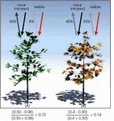 Σχήμα 2.7. Βασική αρχή NDVI α) υγιής βλάστηση β)άρρωστη βλάστηση Ο δείκτης βλάστησης υπολογίζεται από τη διαφορά του υπέρυθρου και του ερυθρού διαιρούμενων με το άθροισμα αυτών.