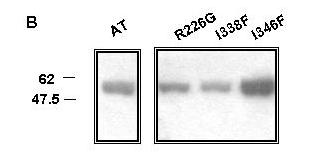 Περίπου 200 ng DNA από τον κάθε κλώνο υποβλήθηκαν σε διαδοχικές πέψεις µε τις ενδονουκλεάσες HindIII, BamHI. Β. Western blot µε anti-hnf-4α αντίσωµα, όπου φαίνεται ότι οι σηµειακές µεταλλάξεις pcdna3.