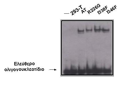 Σχ.20. Ανάλυση κατά EMSA, όπου φαίνεται ότι οι σηµειακές µεταλλάξεις pcdna3.1-lbd R226G, I338F, I346F προσδένονται στο DNA ως οµοδιµερή, όπως ο HNF-4α άγριου τύπου (AT).