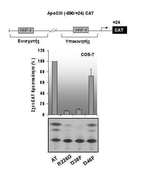 Σχ.23. Αποτελέσµατα επιµόλυνσης κυττάρων της σειράς COS-7 µε τους φορείς έκφρασης των σηµειακών µεταλλάξεων pcdna3.