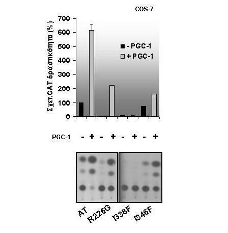 Σχ.24. Αποτελέσµατα συνεπιµόλυνσης κυττάρων της σειράς COS-7 µε τους φορείς έκφρασης των σηµειακών µεταλλάξεων pcdna3.