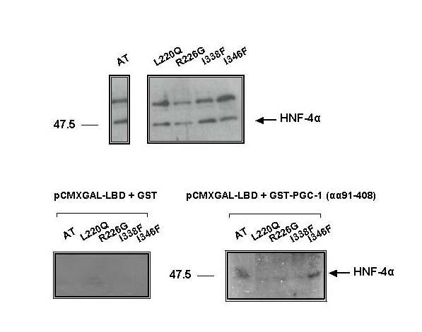 Σχ.25. Αποτέλεσµα in vitro αλληλεπίδρασης των pcmxgal-lbd σηµειακών µεταλλάξεων µε το µάρτυρα (GST πρωτεΐνη, αριστερά κάτω), και µε τον GST-PGC-1 (αα 91-408) (δεξιά κάτω).