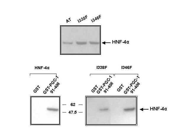 Σχ.26. Αποτέλεσµα in vitro αλληλεπίδρασης των pcdna3.1-lbd σηµειακών µεταλλάξεων µε την GST πρωτεΐνη και τον GST-PGC-1 (αα 91-408).