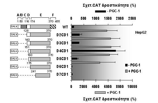 Σχ. 28. Αποτελέσµατα συνεπιµόλυνσης κυττάρων της σειράς HepG2 µε τους φορείς έκφρασης των ελλειµµατικών µεταλλάξεων GAL-HNF-4α D2CD1-D7CD1, το γονίδιο αναφοράς G 5 CAT και το συνενεργοποιητή PGC-1.