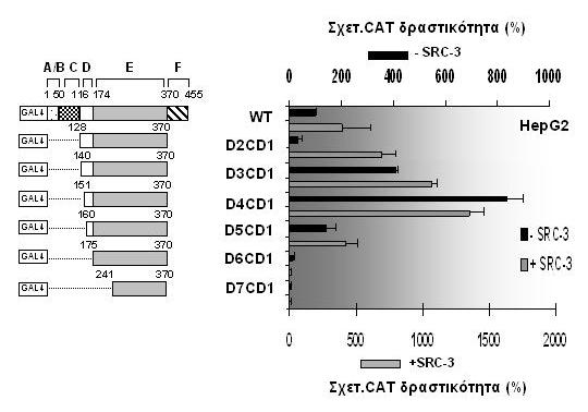 Σχ. 29. Αποτελέσµατα συνεπιµόλυνσης κυττάρων της σειράς HepG2 µε τους φορείς έκφρασης των ελλειµµατικών µεταλλάξεων GAL-HNF-4α D2CD1-D7CD1, το γονίδιο αναφοράς G 5 CAT και το συνενεργοποιητή SRC-3.