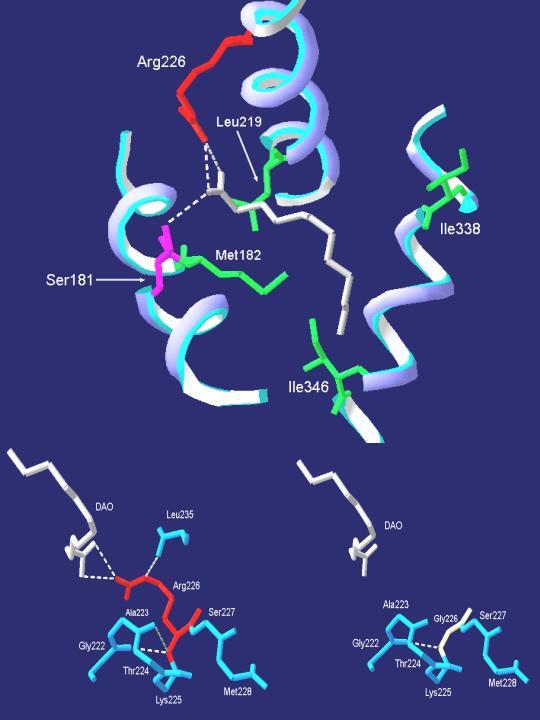 Σχ.31. οµικό µοντέλο αντικατάστασης της αργινίνης (Arg)226 από γλυκίνη (Gly), που κατασκευάστηκε µε βάση την κρυσταλλική δοµή του HNF-4α µε τη βοήθεια του προγράµµατος SPDB Viewer.