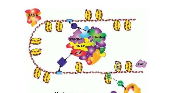 Σχ.2. Στρατολόγηση του ολοενζύµου της RNA πολυµεράσης II (Lemon & Tjian, 2000), που περιλαµβάνει παράγοντες αναδιοργάνωσης της χρωµατίνης, πολλούς συνενεργοποιητές, την RNA πολυµεράση II (RNAP II ),