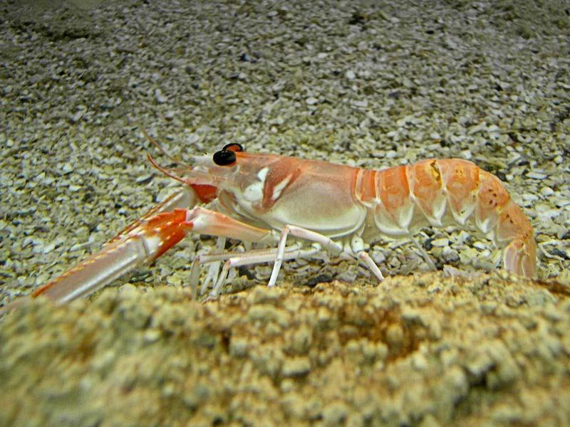 Γαρίδες: Palaemon serratus (prawn), Cragon cragon (shrimp) Καραβίδα: