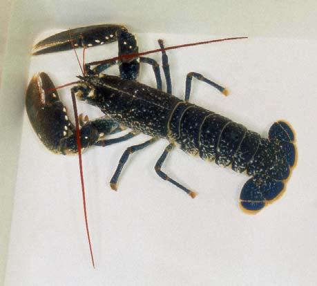 Αστακός Homarus gammarus