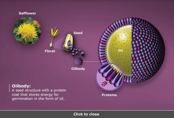 SemBioSys