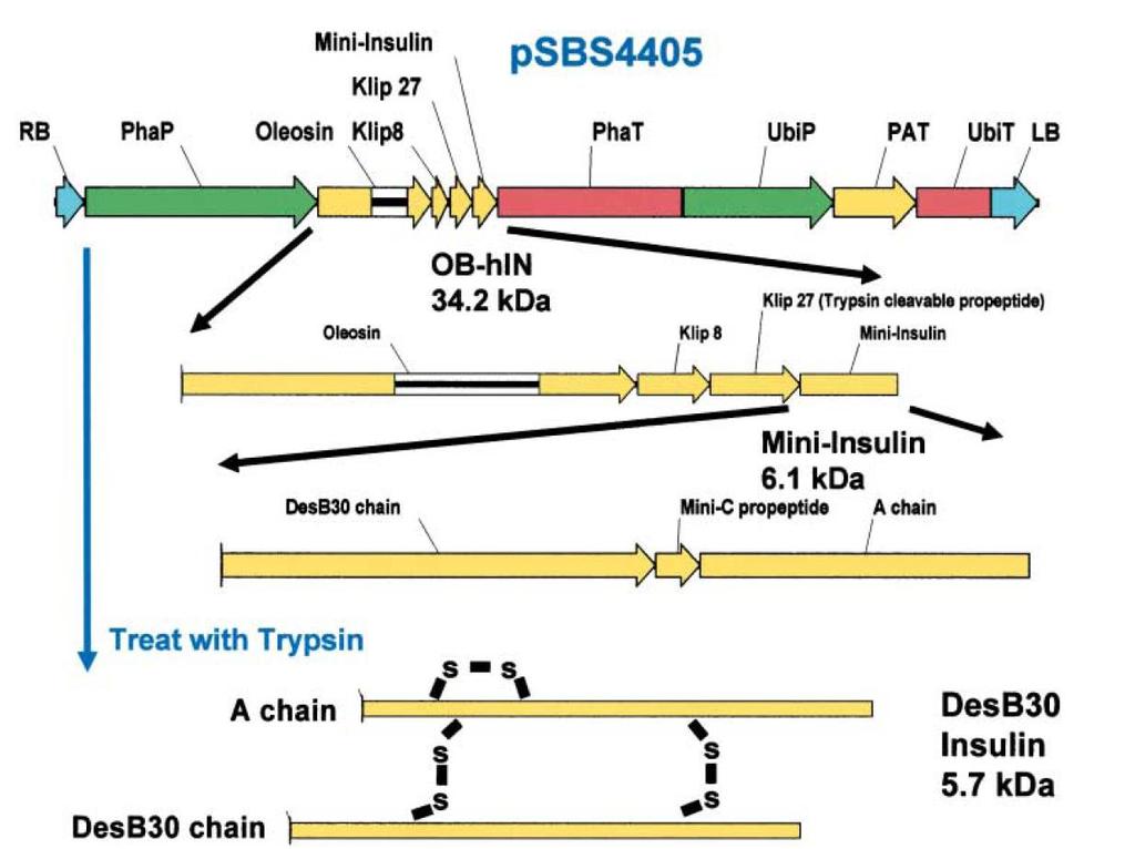 Human insulin from