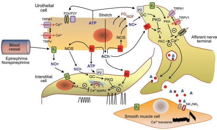 L. Birder, et al. Neural Control.