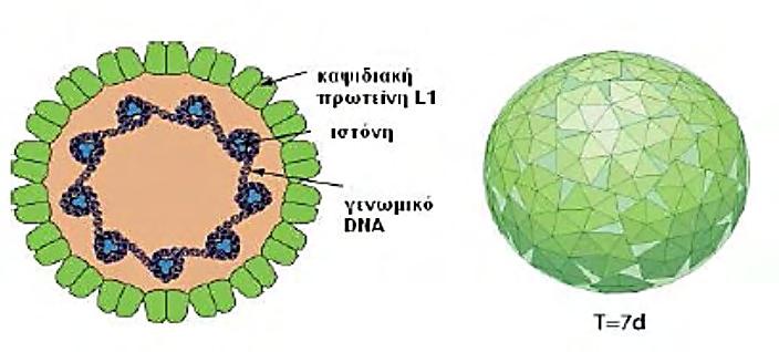 14 Εικόνα 2: Δομή του καψιδίου των HPVs.