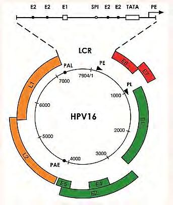 16 Εικόνα 4: Σχηματική αναπαράσταση της οργάνωσης του γονιδιώματος του HPV-16 (Doorbar et al., 2012).