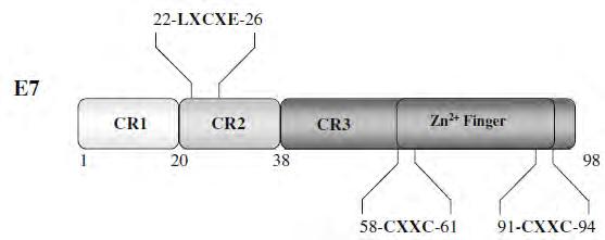 25 Εικόνα 9: Σχηματική αναπαράσταση της πρωτεΐνης Ε7. Διακρίνονται οι τρεις συντηρημένες περιοχές CR1, CR2 και CR3.