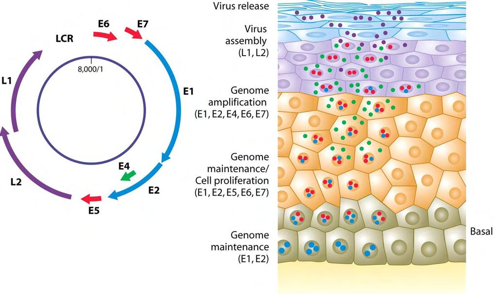 30 κερατινοκύτταρα εκφράζονται οι έξι λειτουργικές ρυθμιστικές πρωτεΐνες (Ε1, Ε2, Ε4, Ε5, Ε6 και Ε7) από την πρώιμη περιοχή του ιικού γονιδιώματος (εικόνα 12).