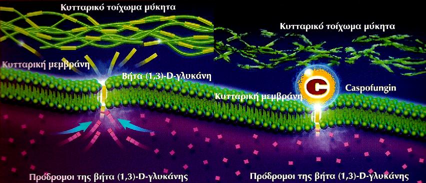 Κασποφουνγκίνη Η Κασποφουνγκίνη (Cancidas, Merck Sharp & Dohme) είναι μια ημισυνθετική λιποπεπτιδική ένωση (εχινοκανδίνη), παράγωγο της πνευμοκανδίνης Β 0, ενός προϊόντος ζύμωσης του μύκητα Glarea