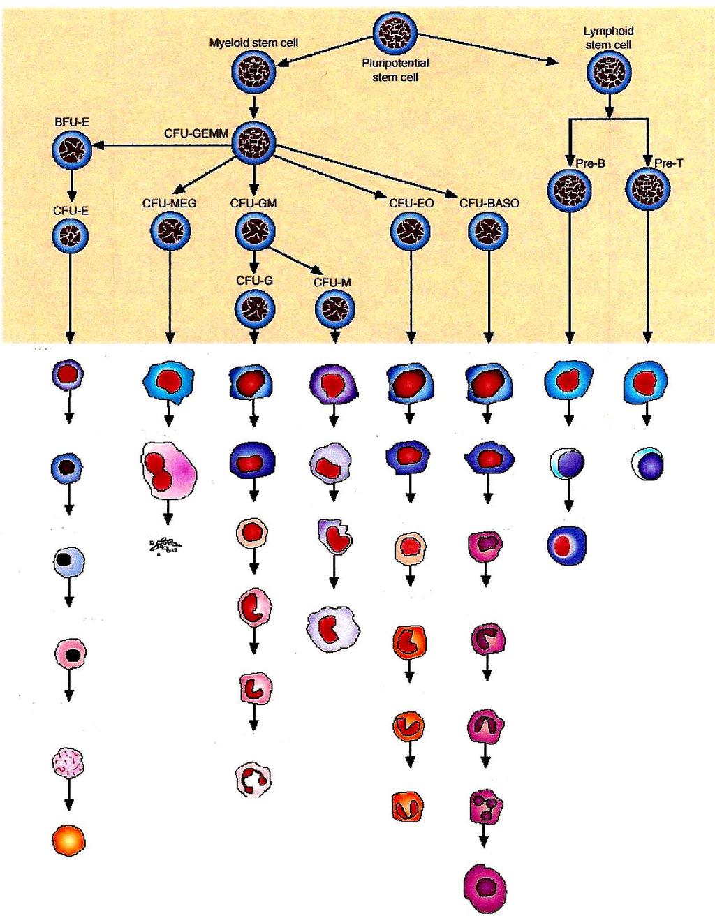 Μυελικό αρχέγονο αιμοποιητικό κύτταρο Λεμφική σειρά Μυελική σειρά Πολυδύναμο αρχέγονο αιμοποιητικό κύτταρο Λεμφικό αρχέγονο αιμοποιητικό κύτταρο Ερυθρά σειρά (Θύμος) Μεγακαρυοκυτταρική σειρά Λευκή