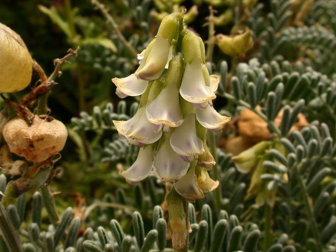 Astragalus lentiginosus