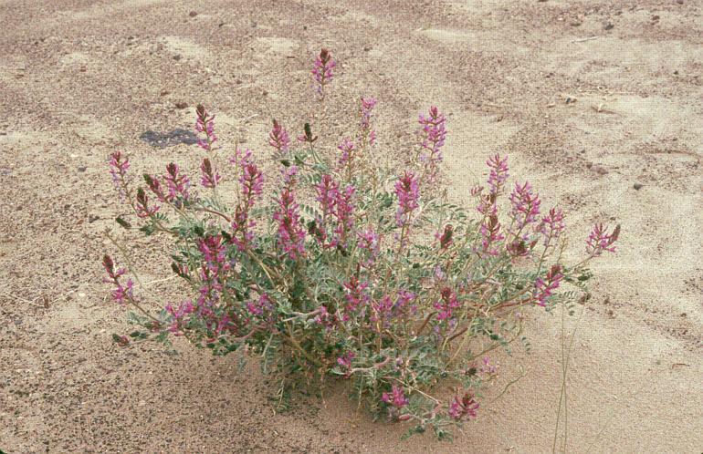 Astragalus