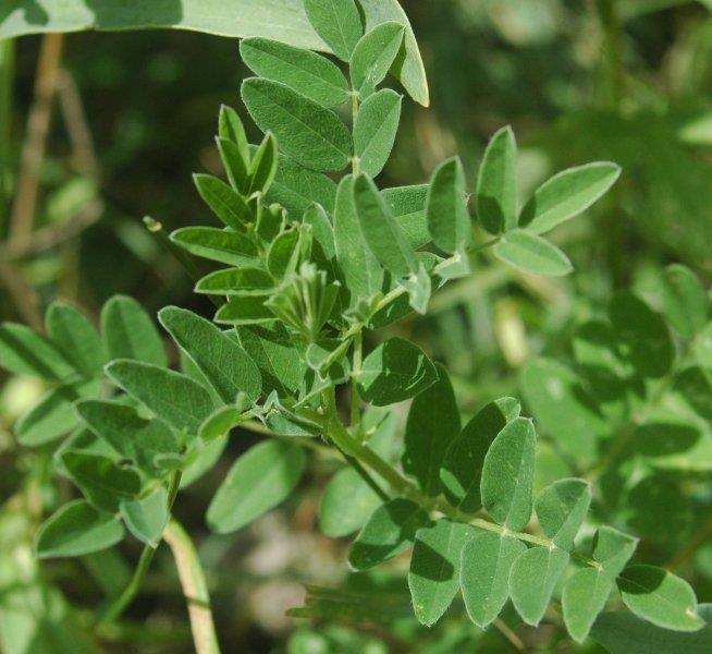 Astragalus membranaceus: -χρησιμοποιείται σαν συμπλήρωμα διατροφής -ενεργοποιεί το ένζυμο τελομεράση (επιδιόρθωση