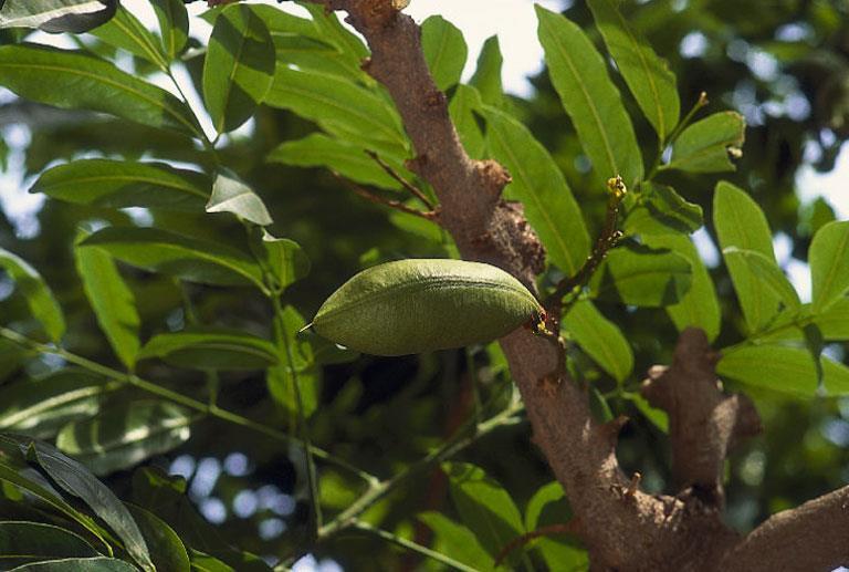 Castanospermum australe