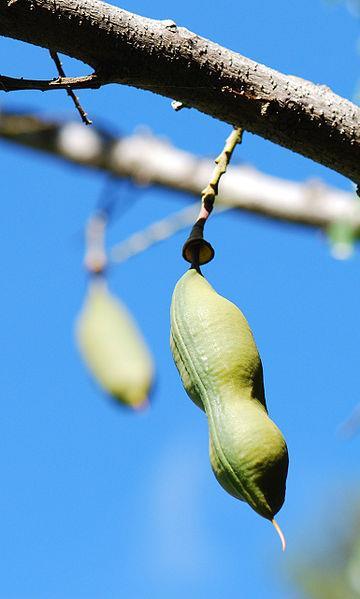 Castanospermum australe